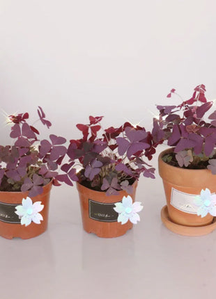 10PCS Oxalis Triangularis Purple Shamrock Good Luck Plant