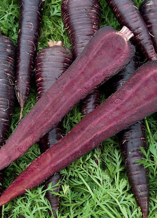 Carrot Deep Purple F1