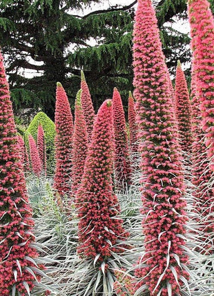 TOWER OF JEWELS Red Bugloss Echium Wildpretii Ruby Hummingbird Flower Seeds *Flat Shipping
