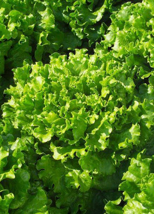 Lettuce Bergam's Green
