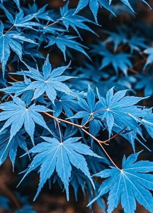10pcs Blue Ghost Maple Tree Seeds – Exotic Japanese Acer with Misty Foliage, Perfect for Pots & Landscapes