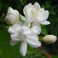 Collection image for: Jasmine