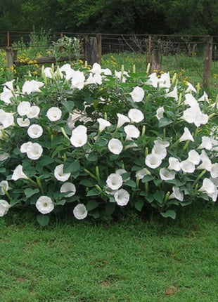 Sacred Datura Moonflower Moon Lily Angel's Trumpet Flower Premium Seeds Packet