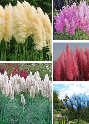 Mixed Pampas Grass Ornamental Seeds