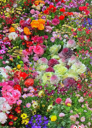 Mixed Perennial Flowers Seeds-Over 60 kinds mixed