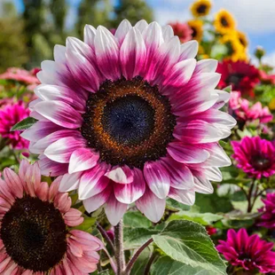 🌺Last Day Sale--60% Off💐 Sunflower Seeds🌻Sunshine