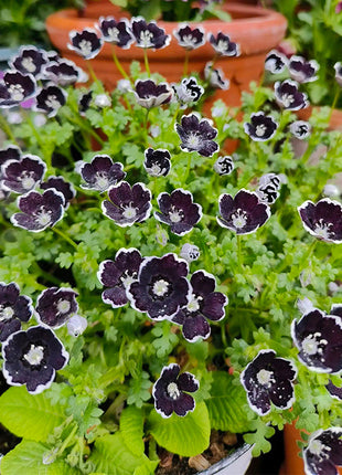 💙Baby-Blue-Eyes Seeds—Sky Color