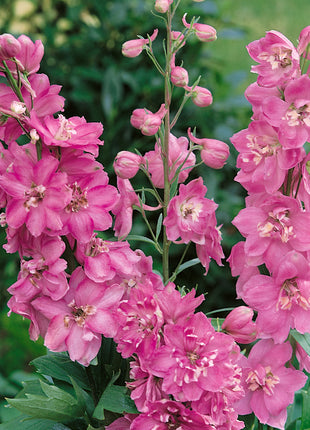 Delphinium Seeds