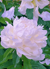 White / 🔥200 Seeds(Save 50% Off)