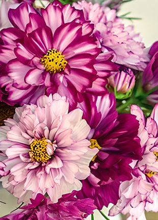 🌸Double Cosmos Seeds-Flower of Happiness