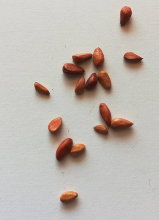 Gold Red Rose Seeds