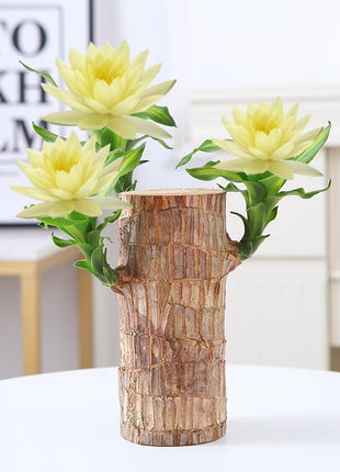 Lucky Brazilian Wood Tree with Elegant Ceramic Pot & Enchanted Doll – Symbol of Growth and Positive Energy