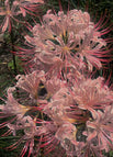 10 Bulbs / Pink