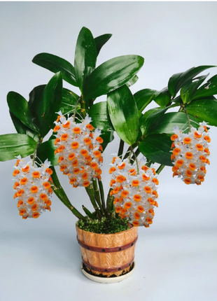 Dendrobium Orchid