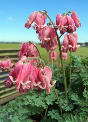 Dicentra formosa 'King of Hearts'