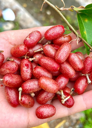 Elaeagnus Conferta Seeds