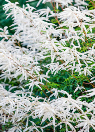 Horatio Goatsbeard