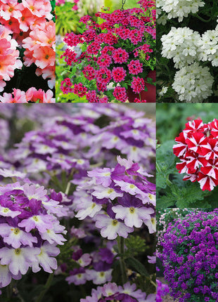 💐Garden Verbena Seeds