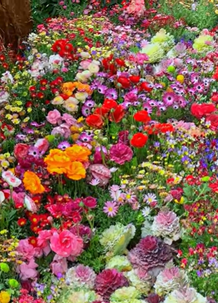 Mixed Perennial Flowers Seeds-Over 80 kinds mixed