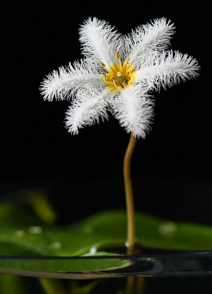 Hydroponic Plants Water Snowflake