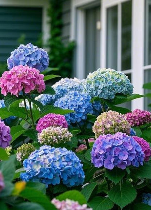 200 Pcs Mixed Color Hydrangea Seeds | Gorgeous & Elegant Blooms for Your Garden & Floral Projects