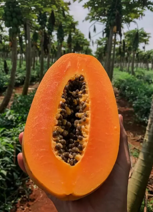 Golden Creamy Papaya Seeds