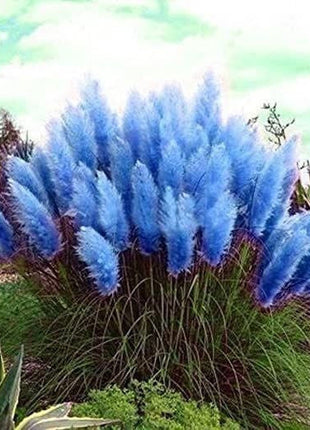 Mixed Pampas Grass Ornamental Seeds