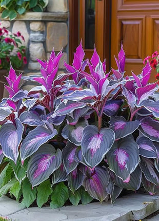🔥Premium Rare Hosta Seeds🌿Shade-Tolerant Plant