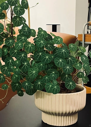 🌲Stephania Erecta Climbing Greenery🌿A Vine Adventure