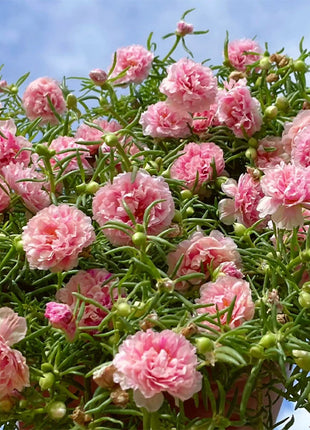 🌹Moss Rose—Immortal Flower