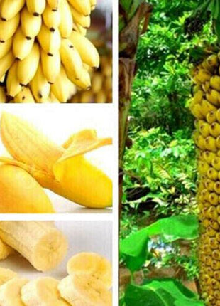 30pcs Dwarf Banana Seeds
