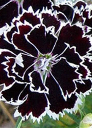 Dianthus Heddewigii Black White Carnation Flower Seed, Dianthus Flower, Natural, Non GMO, Heirloom