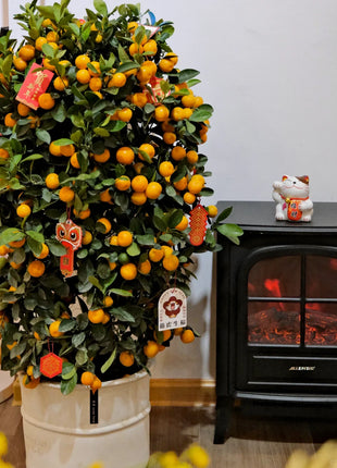 Kumquat Tree Seeds