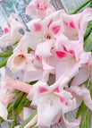 Pink / Three Bulbs