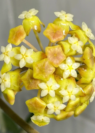 ⭐️Hoya Carnosa Flower Seeds 丨Star-shaped Flower Ball