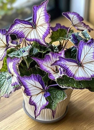 Begonia 'Moonlight Butterfly' - Purple and White