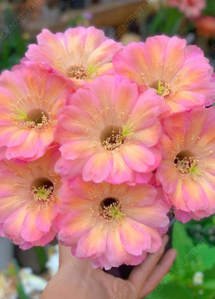 Prickly Pear🌺Flowering Varieties