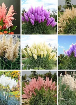 Mixed Pampas Grass Ornamental Seeds