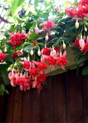 Fuchsia Hybrida Voss Seeds The fairy flower