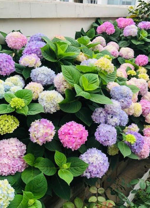 200pcs Mixed Hydrangea Seeds – Soft Pastel Blooms for Romantic Garden Corners & Pots