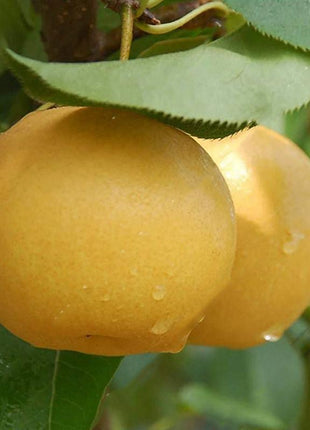 Egrow 10Pcs/Bag Pear Seeds Yellow Chinese Pear Tree Bonsai Seeds Sweet Delicious Exotic Fruit Seeds