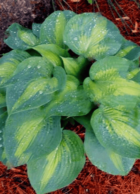 Mixed Hosta Perennials Flower Rare White Lace Lily Seeds
