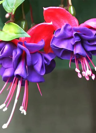 🌺Lantern Flower
