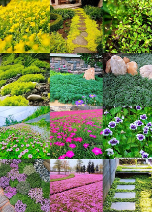 🌺Popular Groundcover Flowering Seeds🌈Colourful Carpet