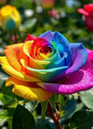 Rainbow Rose / 100 Seeds（ 🌟 Special Offer: 50% Off! 🌟 ）