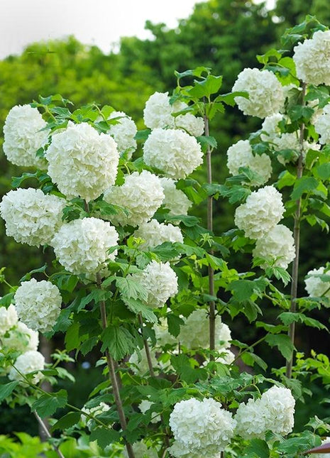 200+ Hydrangea Seeds – Grow Colorful, Lush Blooms for Your Garden or Patio, Easy to Plant, Perfect for Pots & Borders