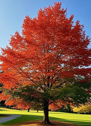 10 PCS Heirloom Japanese Red Ghost Maple Tree Seeds – Perennial Ornamental Tree, Stunning Red Foliage for Gardens & Landscaping
