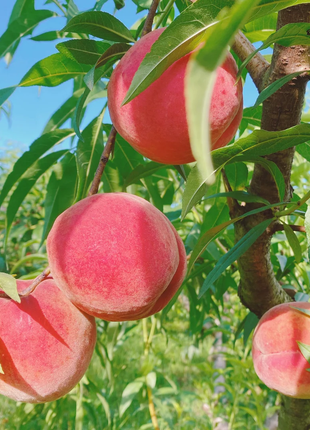 Peach Seeds