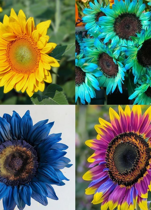 🌻50+ Mixed Color Sunflowers