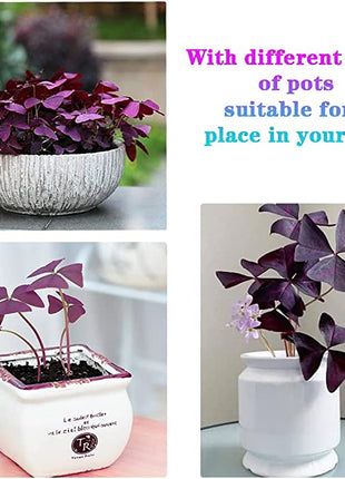 10PCS Oxalis Triangularis Purple Shamrock Good Luck Plant